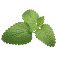 Lemon Balm