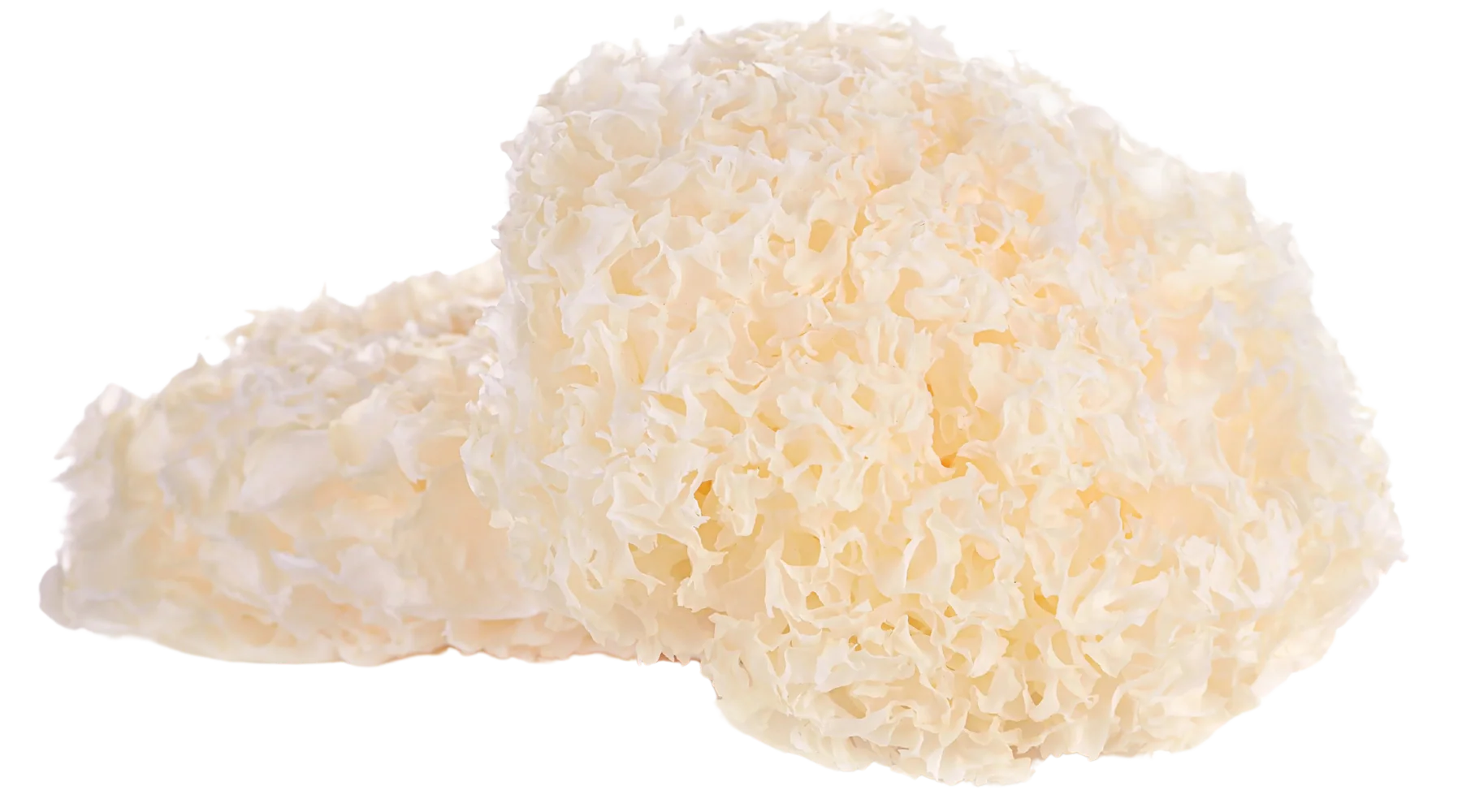 Tremella
