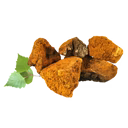 Chaga