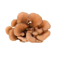 Maitake