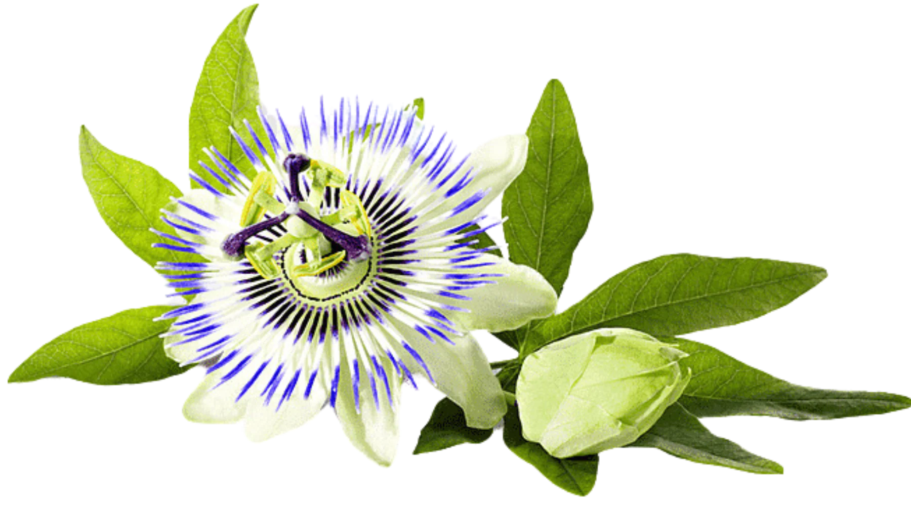 Passion Flower